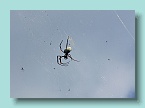 44 Big Mamma Spider